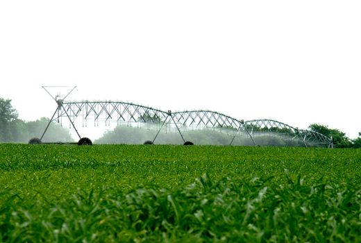 اجرای طرح‌های آبیاری نوین راهکار اصلی حل مشکلات آب کشاورزی بوشهر