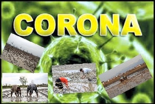 توصیه های فنی به شالیکاران برای جلوگیری از شیوع ویروس کرونا
