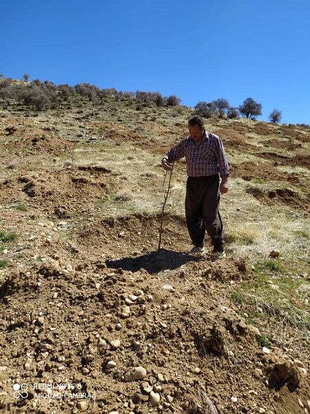 احداث باغ های دیم در اراضی شیبدار سپیدان 