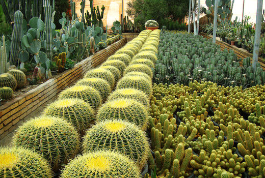 کاکتوس‌های ایرانی در راه عراق