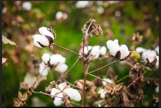  پنبه گلستان کم‌رمق شد