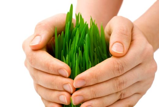 برنامه‌ریزی برای بیمه فراگیر گندم در سال آینده