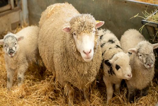 مدیریت هوشمندانه آبستنی؛ کلید سلامت و رشد بره‌ها و بزغاله‌ها