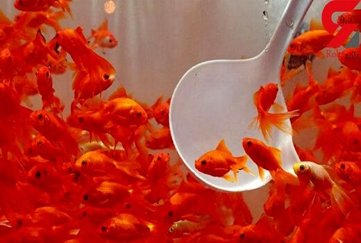 خرید و فروش مارمولک، مار، لاک پشت برکه‌ای و یا سمندر به جای ماهی شب عید ممنوع است
