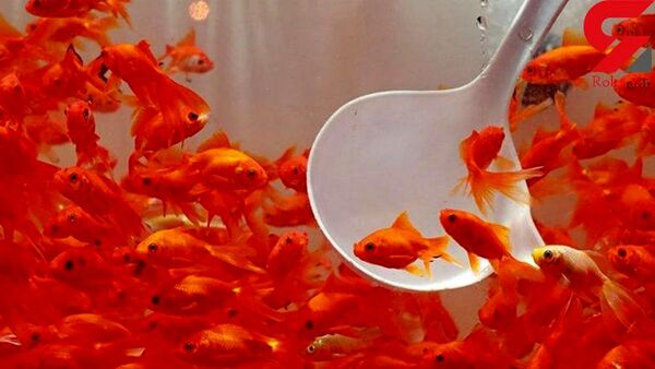 خرید و فروش مارمولک، مار، لاک پشت برکه‌ای و یا سمندر به جای ماهی شب عید ممنوع است