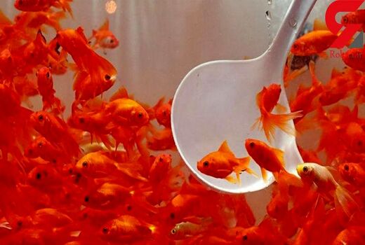 خرید و فروش مارمولک، مار، لاک پشت برکه‌ای و یا سمندر به جای ماهی شب عید ممنوع است
