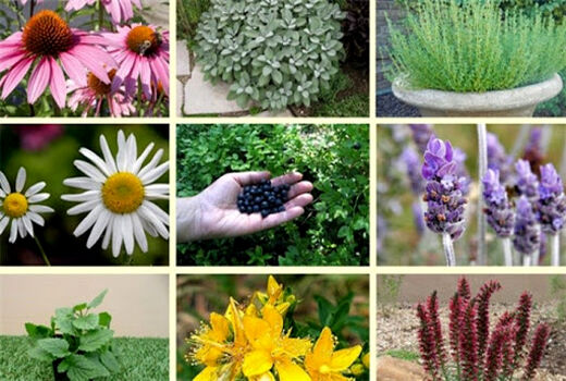 ۶ هزار و 408 هکتار سطح زیر کشت گیاهان دارویی در خراسان شمالی
