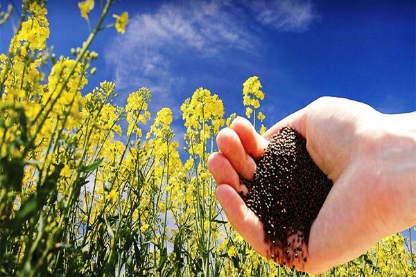 کود مورد نیاز کشاورزان برای کشت پاییزه تامین شده است