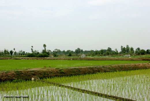 برنج‌کاران خراسان شمالی در همهمه بی‌آبی و دلواپسی درآمدزایی