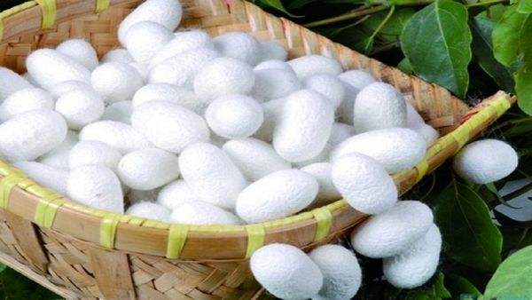 توزیع ۳۰۰ جعبه تخم نوغان در استان اصفهان