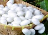 توزیع ۳۰۰ جعبه تخم نوغان در استان اصفهان