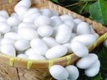 توزیع ۳۰۰ جعبه تخم نوغان در استان اصفهان