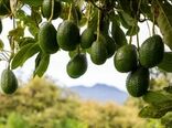 برداشت و نگهداری آووکادو؛ از تشخیص زمان مناسب تا حفظ کیفیت میوه