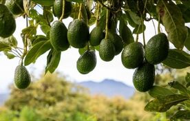 برداشت و نگهداری آووکادو؛ از تشخیص زمان مناسب تا حفظ کیفیت میوه