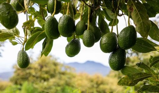 برداشت و نگهداری آووکادو؛ از تشخیص زمان مناسب تا حفظ کیفیت میوه