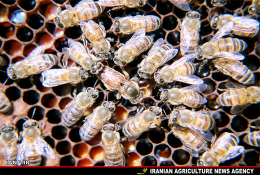 کمبود دارو نداریم 