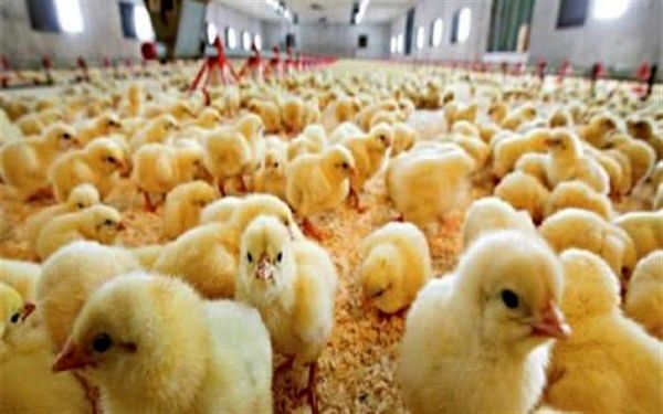جوجه‌ریزی 11 میلیون قطعه ای در مرغداری‌های چهارمحال و بختیاری
