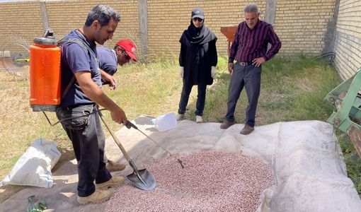 اجرای طرح بذرمال باکتریایی در مزارع لوبیای اقلید