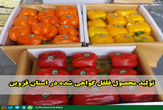 تولید محصول فلفل گواهی شده در استان قزوین