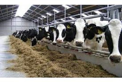 توزیع 1800 تن نهاده به دامداران رامسری