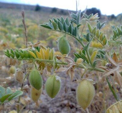  مبارزه بیولوژیکی علیه کرم پیله خوار نخود در شهرستان بدره