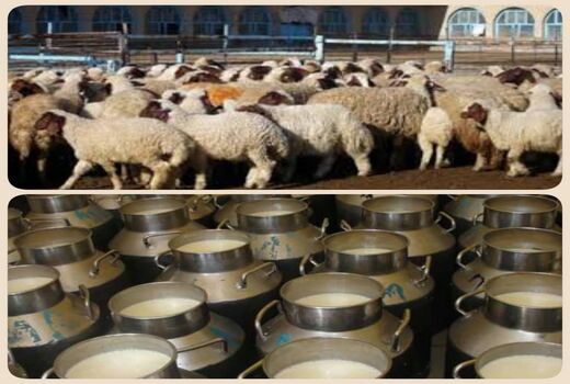 ضرورت ایجاد میدان عرضه دام ومرکز جمع آوری شیر در سربیشه