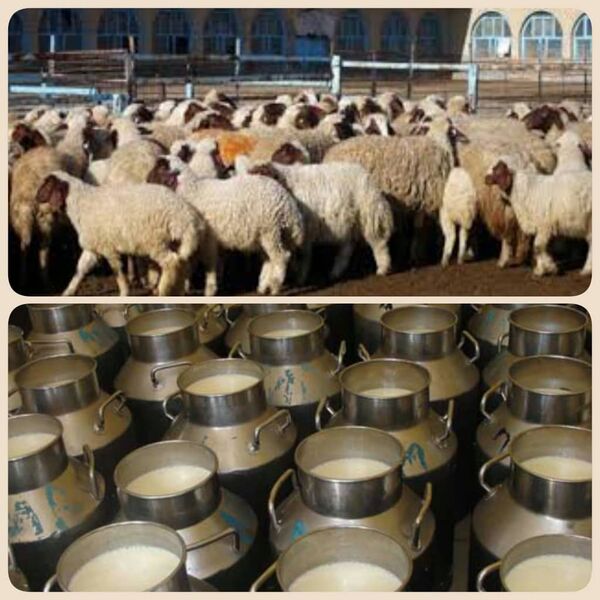 ضرورت ایجاد میدان عرضه دام ومرکز جمع آوری شیر در سربیشه