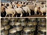 ضرورت ایجاد میدان عرضه دام ومرکز جمع آوری شیر در سربیشه