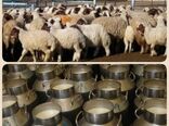 ضرورت ایجاد میدان عرضه دام ومرکز جمع آوری شیر در سربیشه