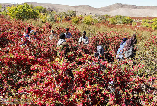 مهاجرت معکوس کشاورزان زیرکوه، نتیجه توجه به حوزه زرشک