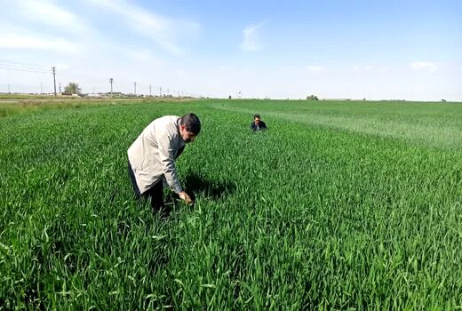مبارزه با آفت سن غلات در بیش از 4هزار هکتار از مزارع آبیک