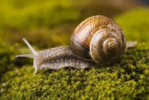 حمله حلزون‌ها به باغ ویلاهای خراسان شمالی 