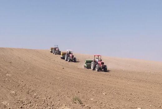کشت ۴۵ هزار هکتار گندم در اراضی کشاورزی شهرستان آوج