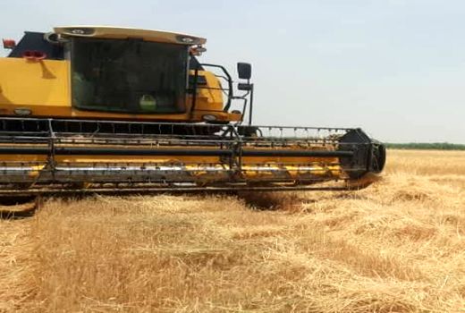 پایان خرید گندم در شادگان