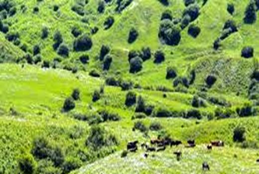 فرمانده حفاظت منابع طبیعی خراسان شمالی در زمینه تخریب مراتع هشدار داد