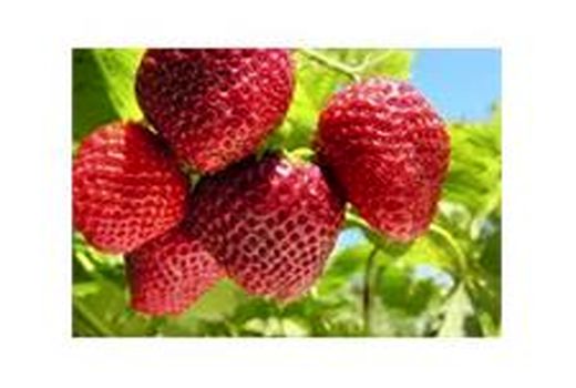 تولید سالانه 16 هزار تن توت فرنگی در مازندران