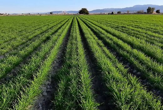 کشت گندم به روش رایزبد در داراب 10 برابر شد