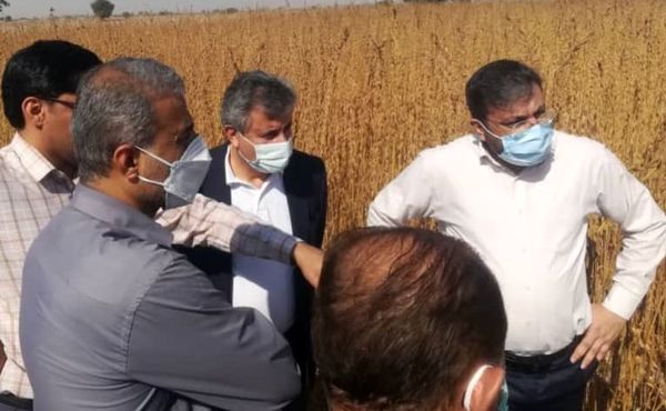 کاهش هزینه برداشت کنجد با کشت رقم مقاوم به ریزش