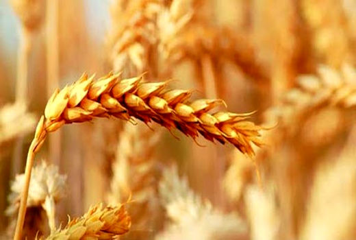 اجرای کشت قراردادی گندم وکلزا در 9 استان توسط شبکه تعاونی‌های روستایی و کشاورزی 