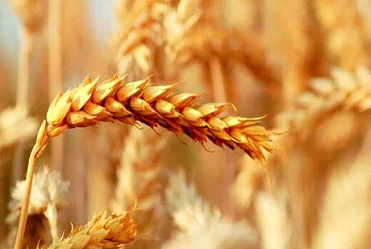 اجرای کشت قراردادی گندم وکلزا در 9 استان توسط شبکه تعاونی‌های روستایی و کشاورزی 