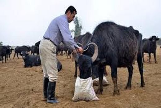 هشدار دامپزشکی شهربابک در خصوص بیماری تب سه روزه