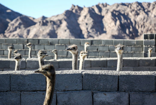  مزرعه پرورش شتر مرغ استان خراسان جنوبی