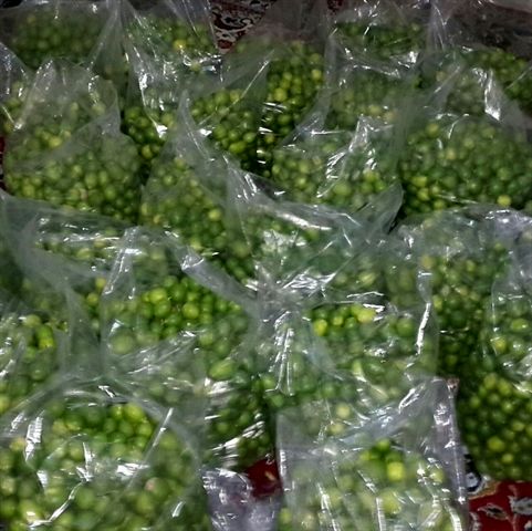 آغاز برداشت لیموترش از باغات مرکبات شهرستان دره شهر