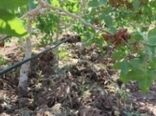  بهره برداری4 طرح کشاورزی شهرستان ریگان در ایام الله دهه فجر 