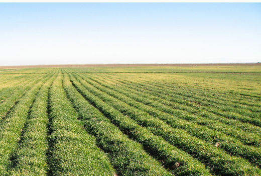 20 هزار هکتار از مزارع زیر کشت گندم رفت