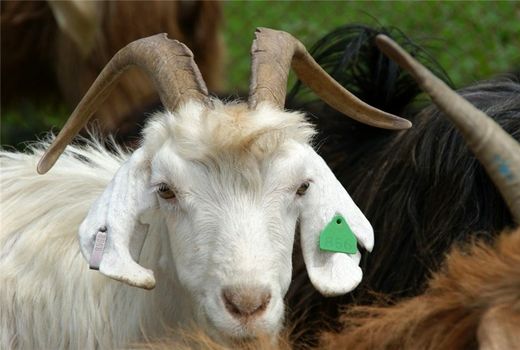 اجرای عملیات بیمه دام‌ها همگام با عملیات هویت گذاری دام در شهرستان سیرجان