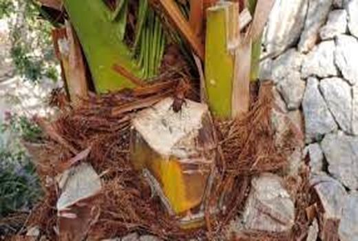 پایش عوامل زیان رسان نخلستان در خرمشهر