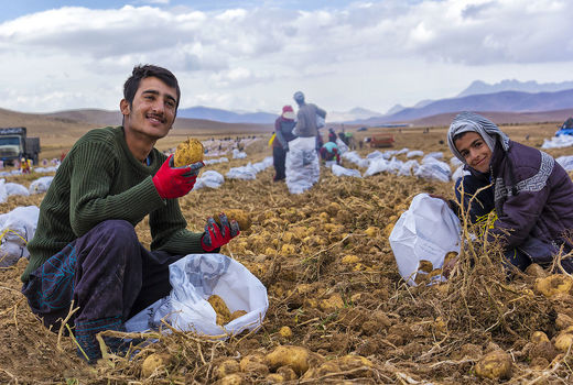 برداشت سیب‌زمینی از مزارع استان چهارمحال‌و‌بختیاری 