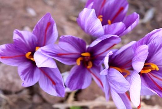 سطح زیر کشت گیاهان دارویی در شهرستان کوهبنان  140 هکتار است