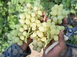 ۴۵۰۰ تن انگور در ابرکوه برداشت شد